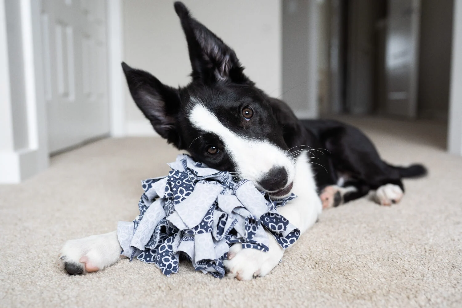 4 Easy DIY Dog Toys to Keep your Dog Busy